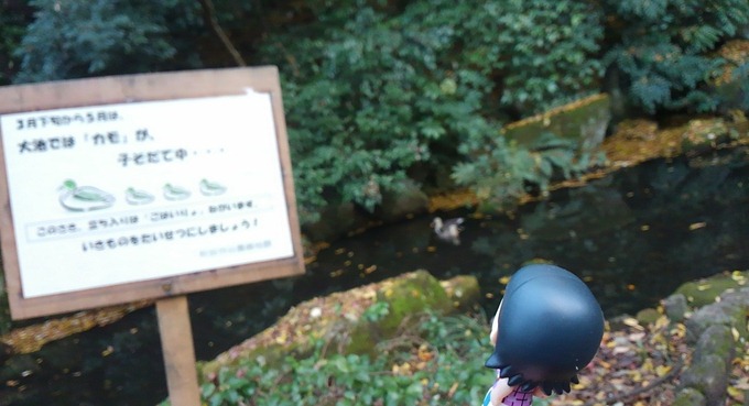 かもが子育て中