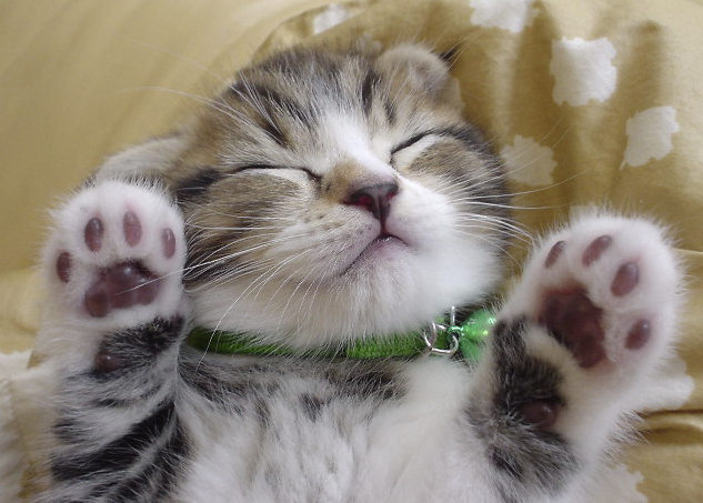 44cd1f3fdf180f9542ca7853c8035d49