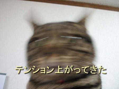 テンション上がってきた